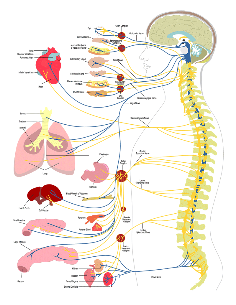 The principled chiropractic model and how it works